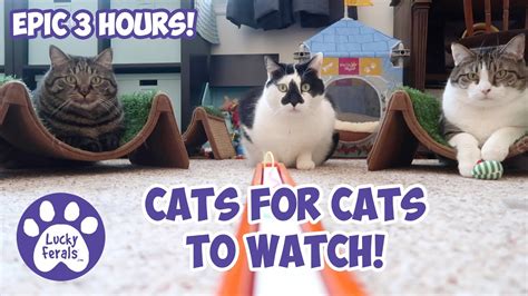 videos for cats to watch with sound|More.